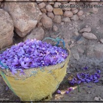 36 SAFRAN -  Fleurs Imgoun (Large) (Small)